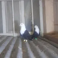 کله سفیدنرماده بدون موچ بدون غلط شرط تخم جوجه