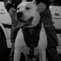 داگو آرژانتینو نر جهت کشش|سگ|رباط‌کریم, رباط‌کریم|دیوار