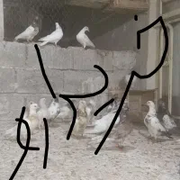 کبوتر پرنده|پرنده|شادگان, |دیوار