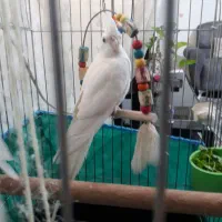 طوطی عروس سفید البینو|پرنده|رشت, باهنر|دیوار