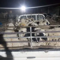 بره سبک ناز