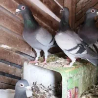 تعدادی سبز آلمانی