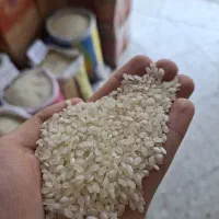 برنج گرده نقلی مناسب شله وشیربرنج ودیگچه وکته