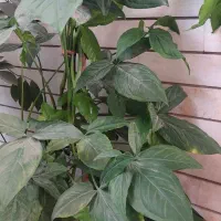 گلدون سینگونیم
