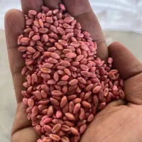 فروش بذر گندم اصلاح شده|خدمات باغبانی و درختکاری|اراک, |دیوار