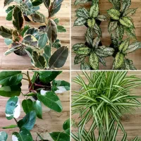 آگلونما برفی، فیکوس ابلق، فیلودندرون وایت، گندمی