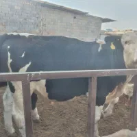 گوساله سیمینتال چاق