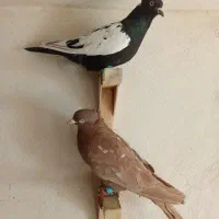 کفتر گرفتنی