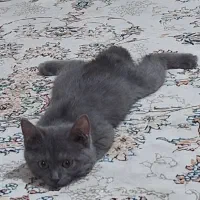 یک‌عدد‌گربه‌بریتیش|گربه|تبریز, |دیوار