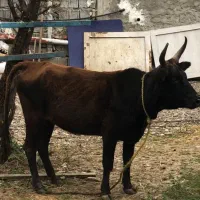 گاو ۷۰ کیلویی سالم و سرحال