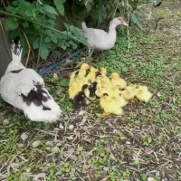 اردک اسراعیلی ماده به همراه ۲۰ عدد جوجه