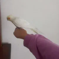 جوجه عروس هلندی