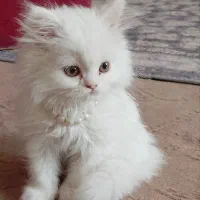 سگ وگربه و عروس هلندی