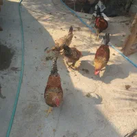 خروس محلی اصیل
