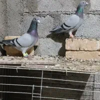 کبودآلمانی|پرنده|آبگرم, |دیوار