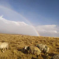 میش داشتی جوان|حیوانات مزرعه|وردشت, |دیوار