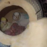 مرغ عشق مولد با جوجه|پرنده|میناب, |دیوار