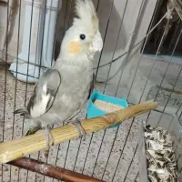 عروس هلندی اشتی