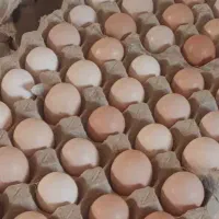تخم مرغ محلی کاملا ارگانیک