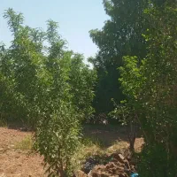 باغسندتکبرگ آبکشاورزی برق،سهیلیه،زعفرانیه،زکی آباد|فروش زمین و ملک کلنگی|کرج, فاز ۲ مهرشهر|دیوار