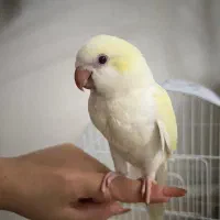 طوطی راهب استثنایی رنگ خاص کمیاب