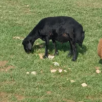 گوسفند نرقیزل