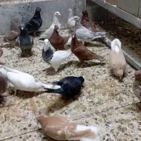 جوجه|پرنده|نیشابور, شهرک بسیج|دیوار