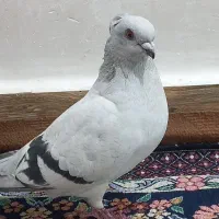 ماده شامی|پرنده|شوشتر, |دیوار