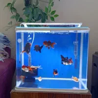 آکواریوم خارجی گلدفیش وارداتی کلکسیونی زیر قیمت