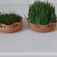 سبزه و جاشمعی|گل و گیاه طبیعی|خرم‌آباد, |دیوار