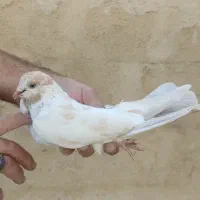 کبوتر پرشی|پرنده|ری, سیزده آبان|دیوار