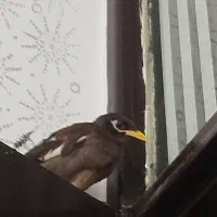 مرغ مینا گمشده|حیوانات|شوشتر, |دیوار