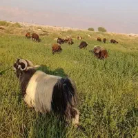 پازن گمشده|حیوانات مزرعه|بهبهان, |دیوار