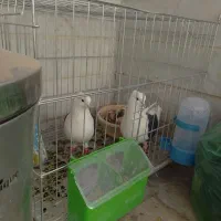 کبوتر یک جفت مهر با جوجه|پرنده|آبیک, |دیوار