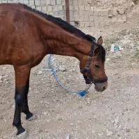 نریون ۳به ۴ فروشی