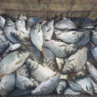 عرضه مستقیم انواع بچه ماهی پرورشی آزاد وکپور