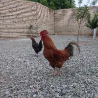 خروس محلی جوان و سالم