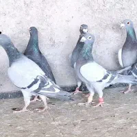 کبوتر پرشی|پرنده|بیرجند, |دیوار