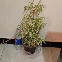 گلهای زیبای من|گل و گیاه طبیعی|خرم‌آباد, |دیوار