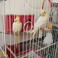 عروس هلندی نر و ماده|پرنده|شفت, |دیوار