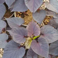 گل روز مادر ماندگار ویلدا|گل و گیاه طبیعی|بروجرد, |دیوار