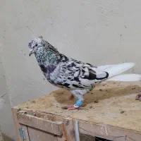 چند جفت دم سفید