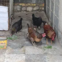 مرغ وخروس
