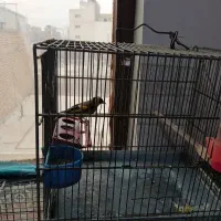 سهر امسالی جوجه قفس حلقه پا|پرنده|مبارکه, |دیوار