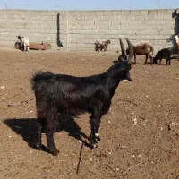 نر بز چاتمه|حیوانات مزرعه|سنگدوین, |دیوار