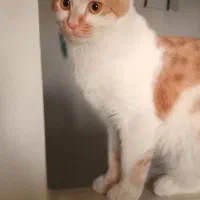 واگذاری گربه خانگی رایگان|گربه|سنندج, |دیوار