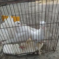 کبوتر دم چتری