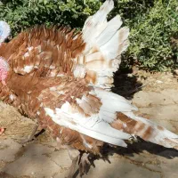 بوقلمون بوربن فروشی|حیوانات مزرعه|قلعه شاهین, |دیوار