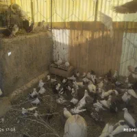 کبوتر
