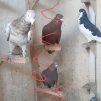 کفتر نررنگی